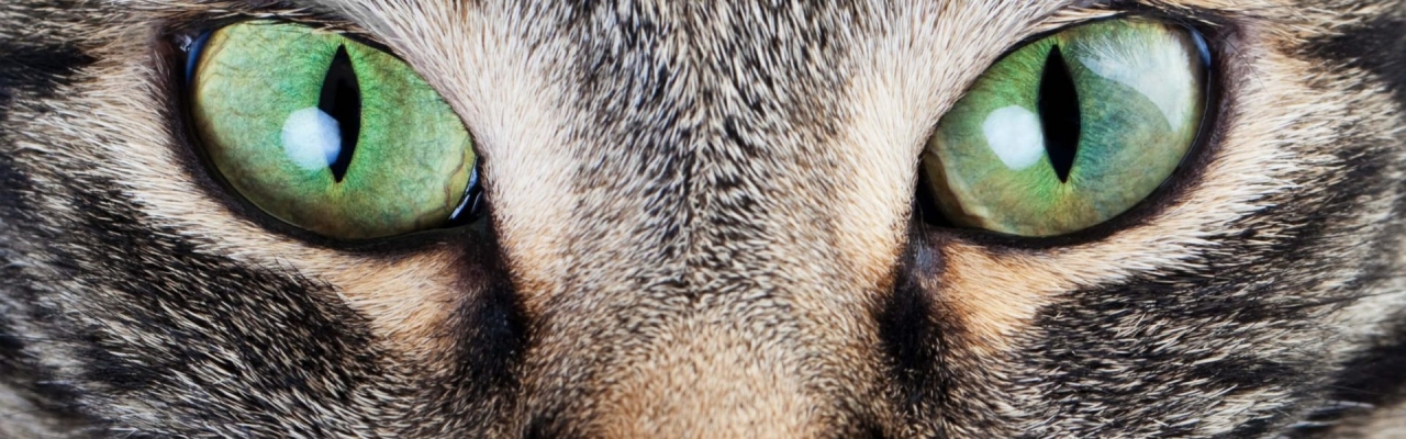 Veterinär utför ögonlysning.