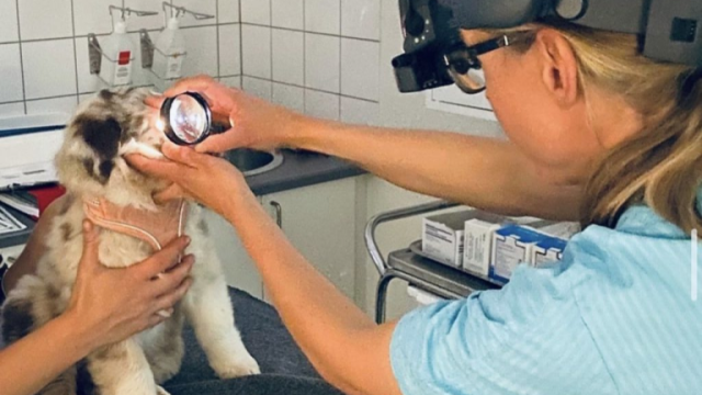 Veterinär utför ögonlysning.