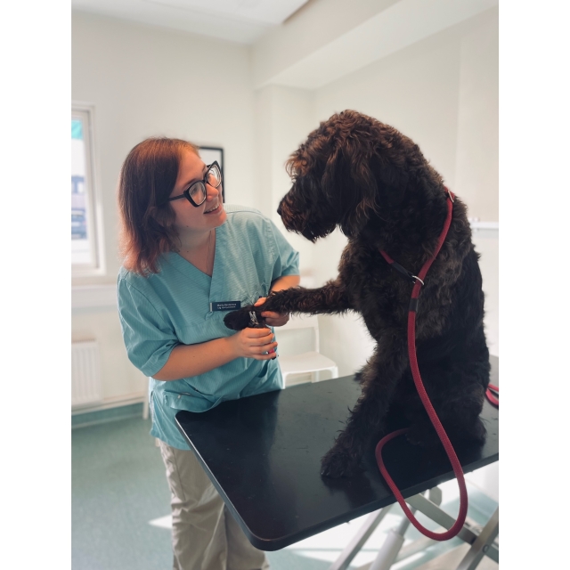 Personal med hund på ett undersökningsbord..